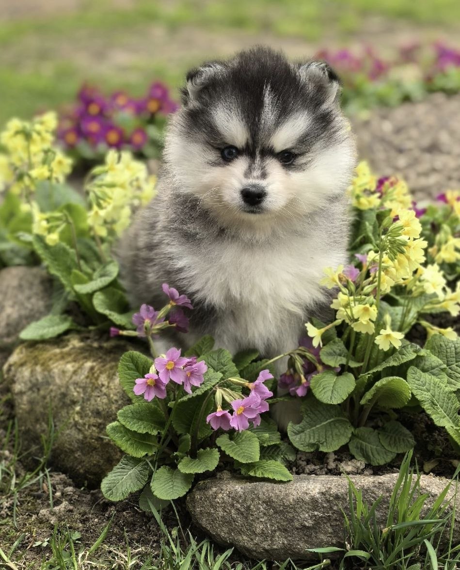 luna luna