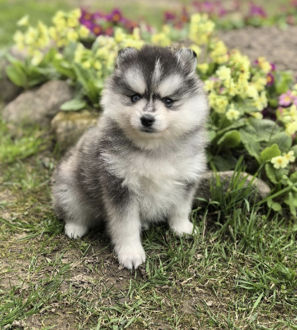 luna luna