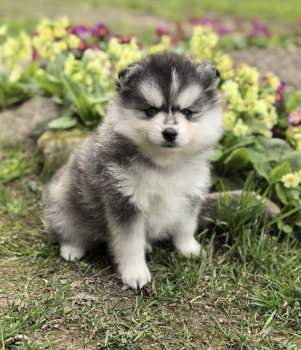 luna luna