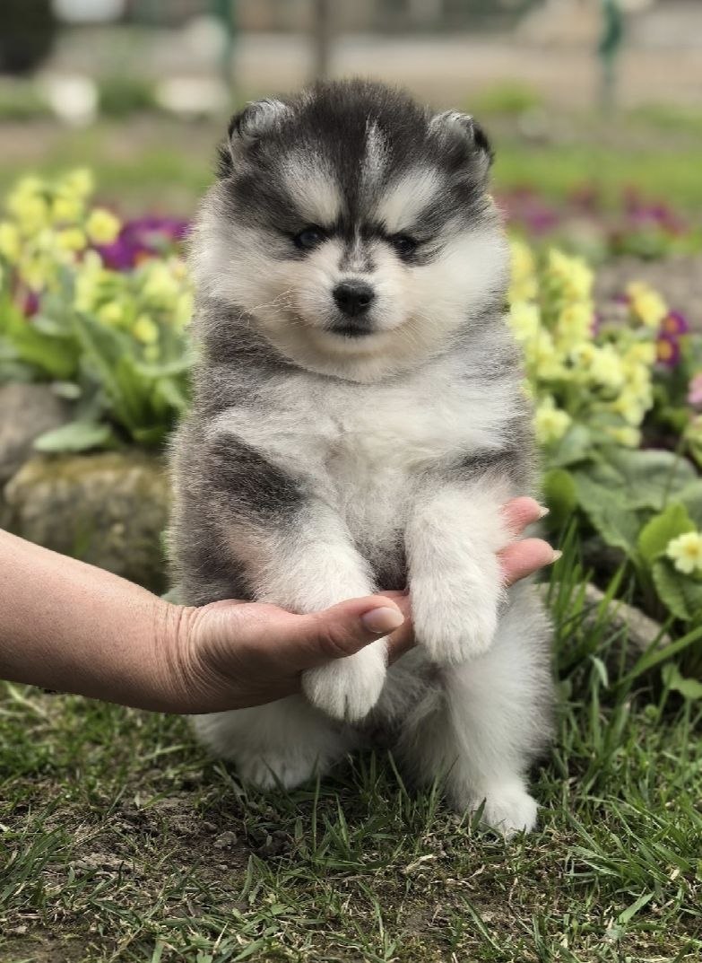 luna luna