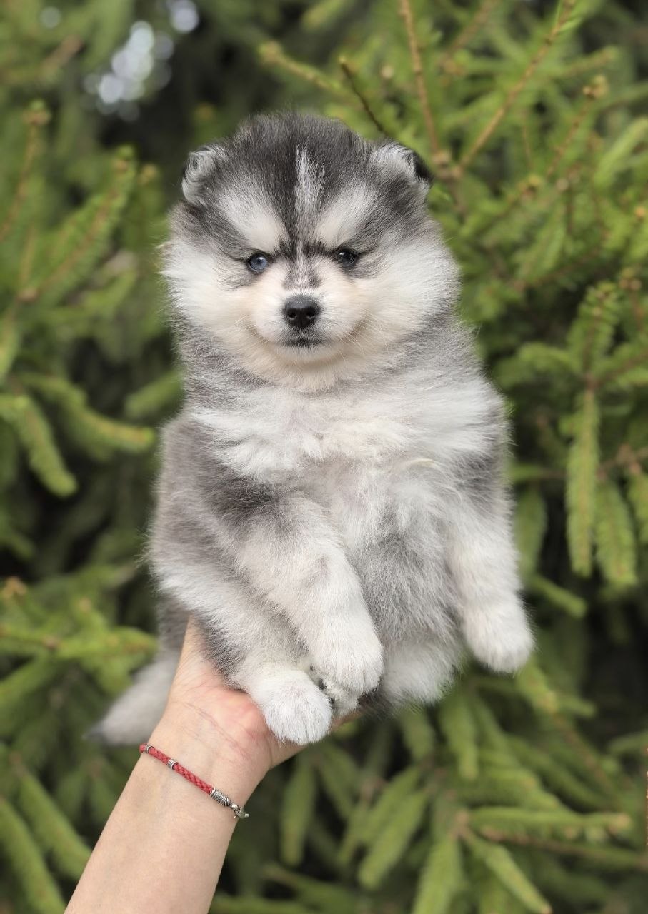 luna luna