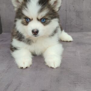 cody